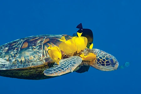 Yellow tangs remove algae, parasites, and
dead skin from a green sea turtle.