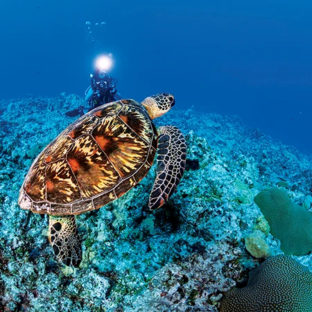 A green sea turtle glides across the reef off Gun Beach.