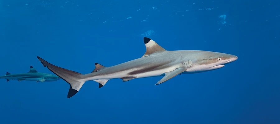 Blacktip reef sharks patrol the Piti Bomb Holes Marine Preserve.