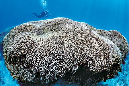 A large colony of hard coral grows off Gun Beach.