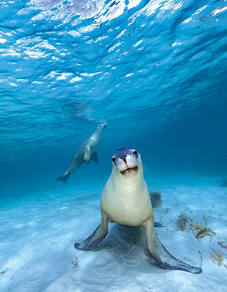 Australian Sea Lions