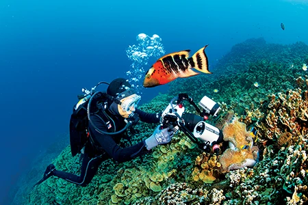 An adult red-breasted wrasse checks out a diver.