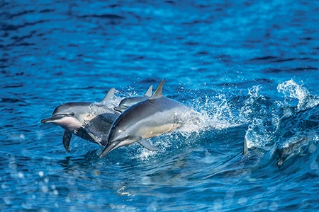 Spinner dolphins launching themselves from the water while rotating rapidly through the air.