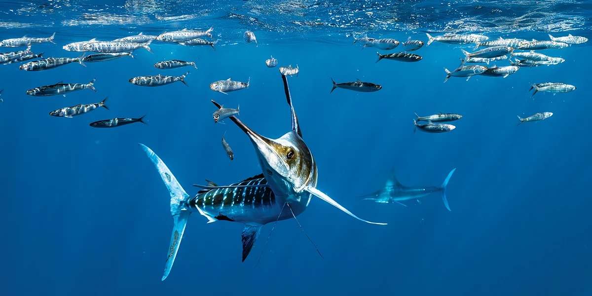 A marlin accelerates toward a fleeing sardine, hoping to use its bill to stun rather than spear its prey.