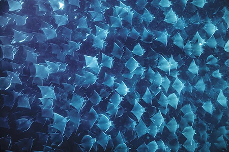 Mobula rays move in near-perfect synchrony.