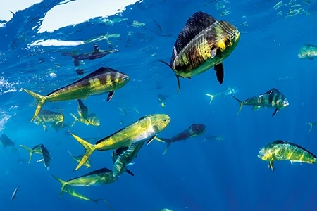 Mahi mahi flash electric as they patrol the periphery of a bait aggregation.