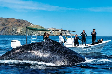 A humpback whale surprises visitors by surfacing next to their panga.