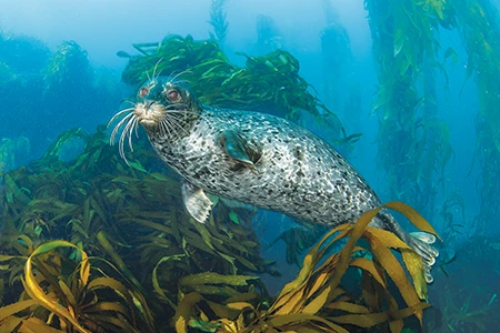 A young harbor seal