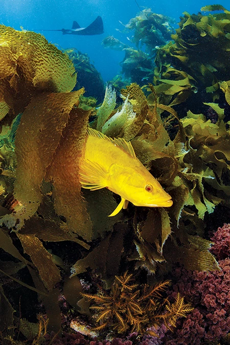 A well-disguised giant kelpfish weaves through the kelp leaves at Santa Cruz Island.