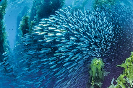 Baitfish burst through the kelp