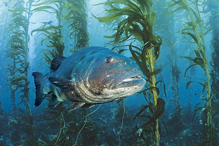 A giant black sea bass
