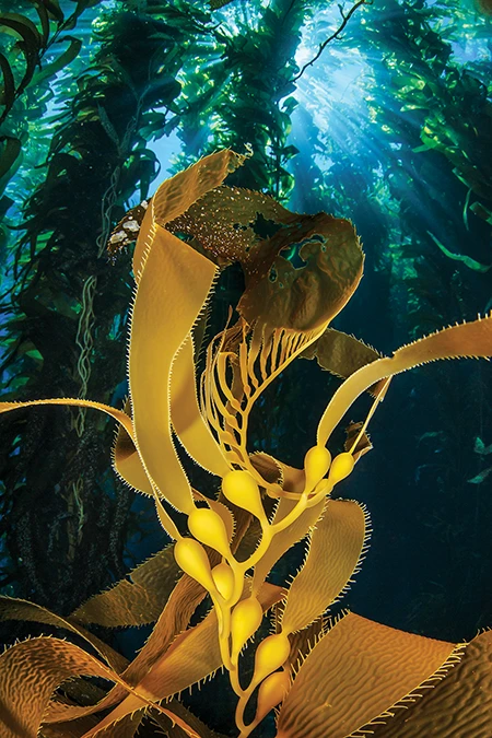 A swirl of giant kelp