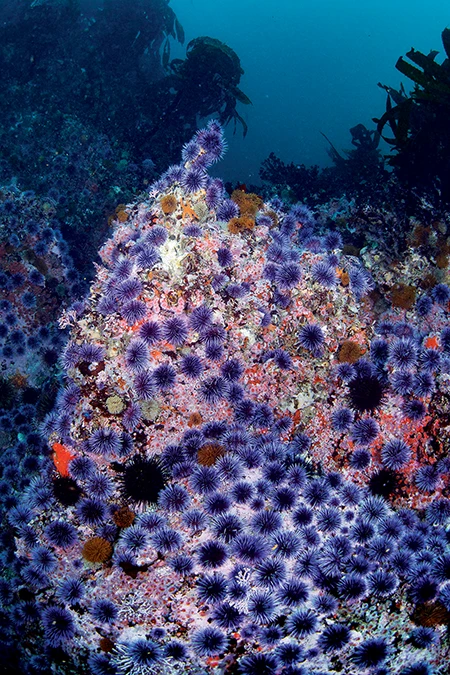 A stark purple urchin barren has replaced what was once a thriving kelp forest