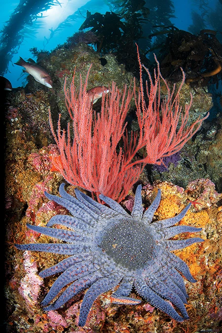 The loss of giant sunflower sea stars has contributed to overgrowth of sea urchins