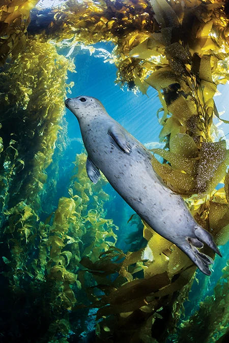 A harbor seal swims through the kelp
