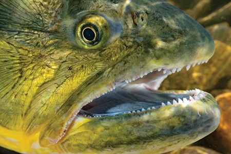 The predatory golden dorado