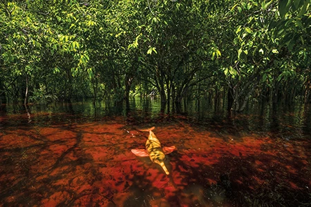 Pink river dolphin swimming across a flooded clearing in the Brazilian Amazon.