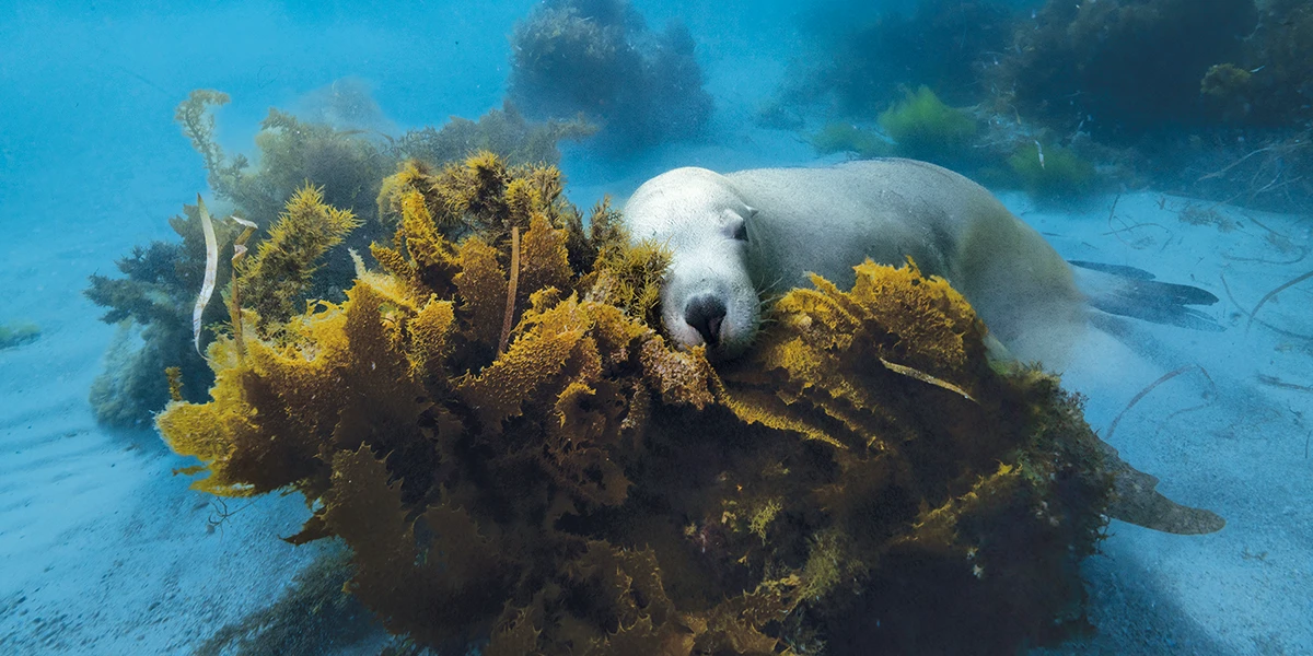 Australian Sea Lion sleeping on the kelp
