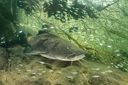 Encircled by baitfish, a maturo, or gilded catfish, rests in its daytime hiding spot beneath an overhang of rock and tree branches.