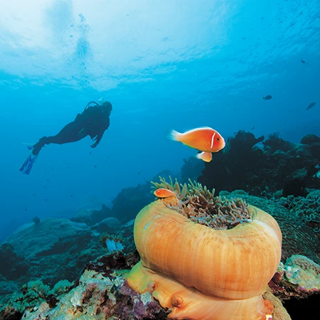 Before the diver was aware that something was wrong, the dive was uneventful, complete with beautiful Indo-Pacific scenery, including clownfish and its host anemone.
