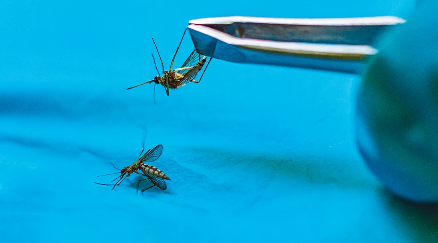 Mosquitoes