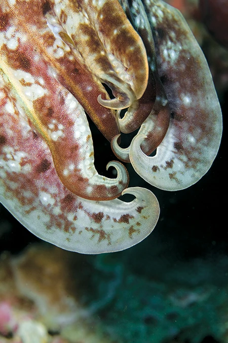 The curves and definitions of this cuttlefish’s tentacles were an irresistible abstraction.