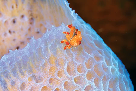 This bright red crab crawling along a luminous azure vase sponge
