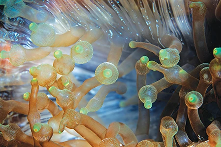 The glowing green tentacle details of this anemone created the feeling of peering into a tiny universe.