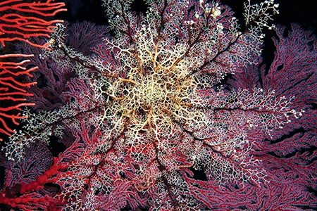Basket stars unfurl their arms at night when they feed.