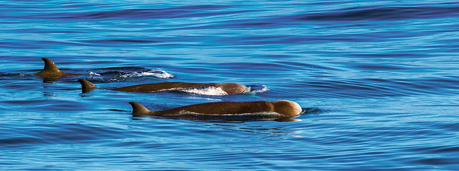 Beaked whales are secretive and typically avoid boats.