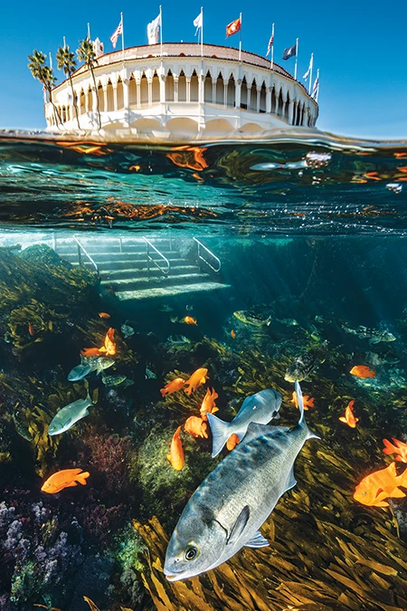 Casino Point is an attractive shore dive, with steps leading directly into thick beds of kelp populated by a diversity of fish.