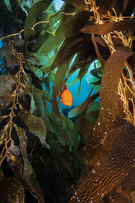 A garibaldi peeks through a window of dense kelp.