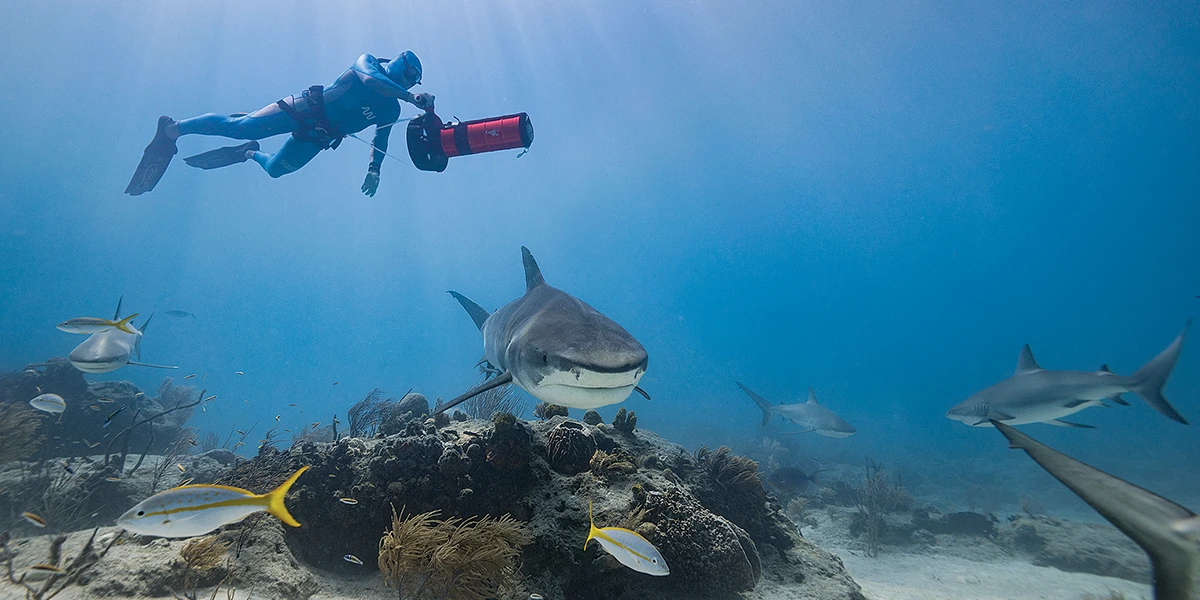 Kaiser cruises Tiger Beach off West End, Grand Bahama on a diver propulsion vehicle.
