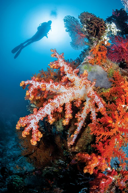 Reefscape with a diver and sunball