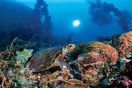 A hawksbill turtle searches for food on the deck of the Shinkoku Maru