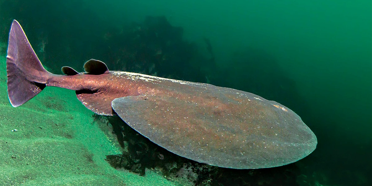 Female torpedo ray.