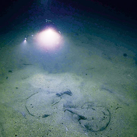 Multiple torpedo rays buried close together.