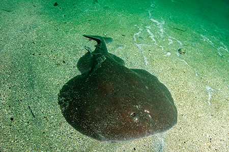 Frontal view shows a male’s reproductive clasper on the left side of a torpedo ray.