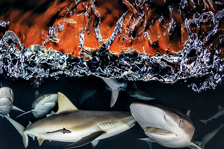 Silky sharks at sunset.