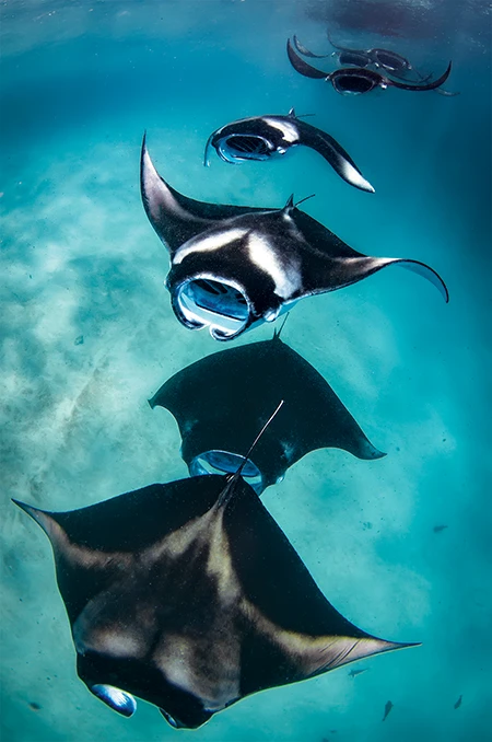 manta rays at Hanifaru Bay, Maldives