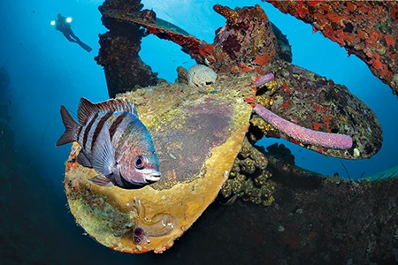 A sergeant major damselfish and eggs on the propeller of the Hilma Hooker.