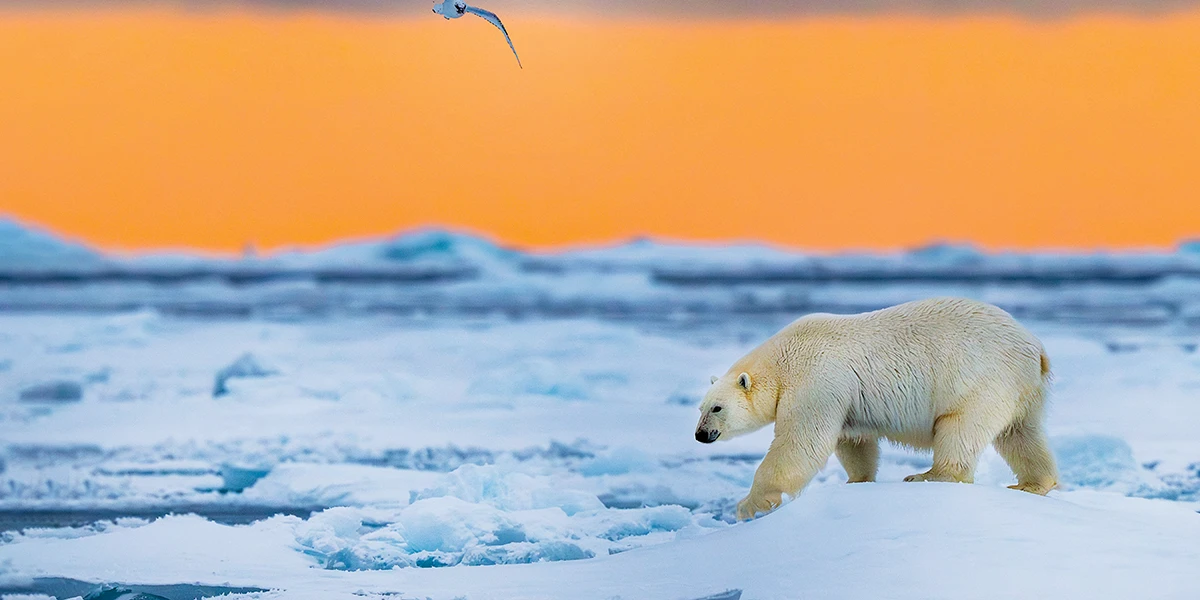 This polar bear was stalking seals under a fiery sunset, with an ivory gull following in hopes of also getting a meal.