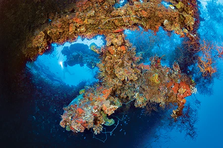 Coral growth and marine life have transformed the Yamagiri Maru and its massive propeller into an artificial reef.