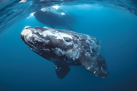 young whale