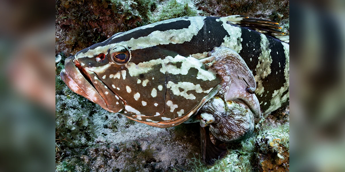 Nassau grouper