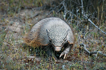 Armadillo