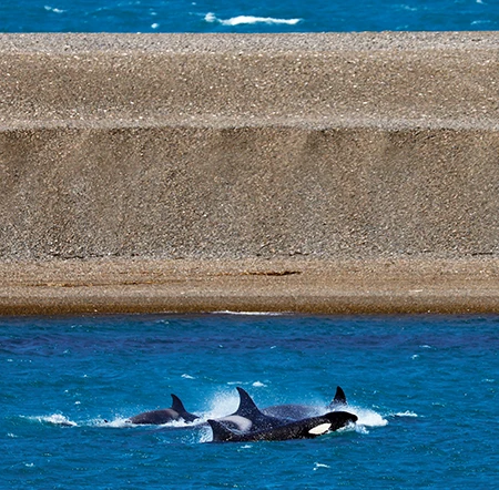 The orcas of Península Valdés