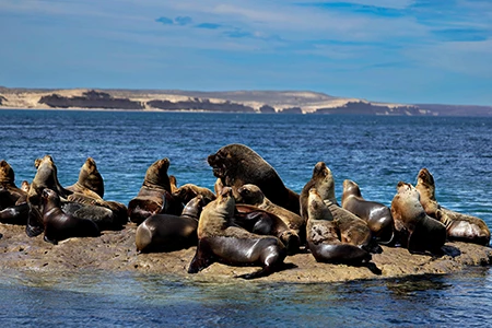 Sea lions rest on the rocks.