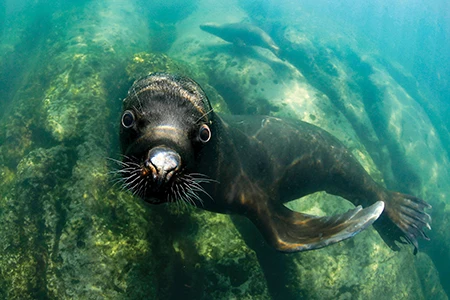 sea lion