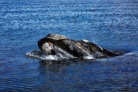 Southern right whale